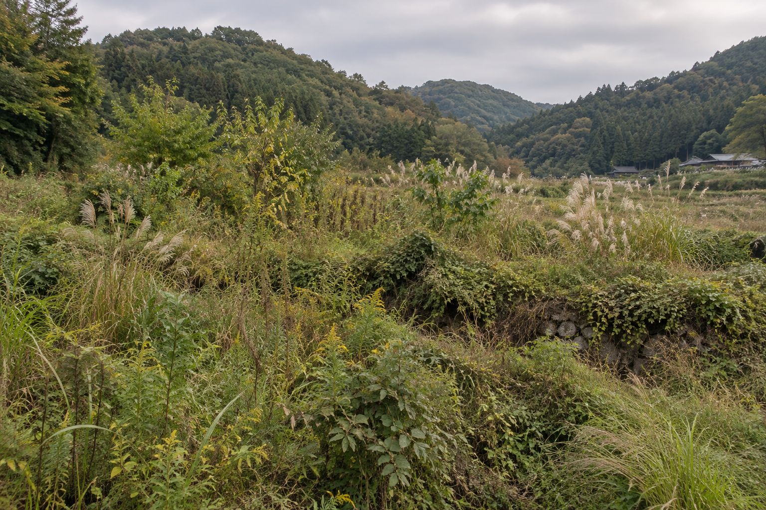 草が伸びた耕作放棄地