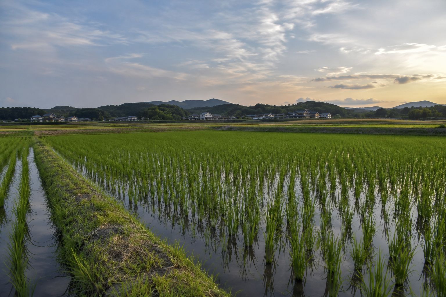 岡山県南部の田んぼ
